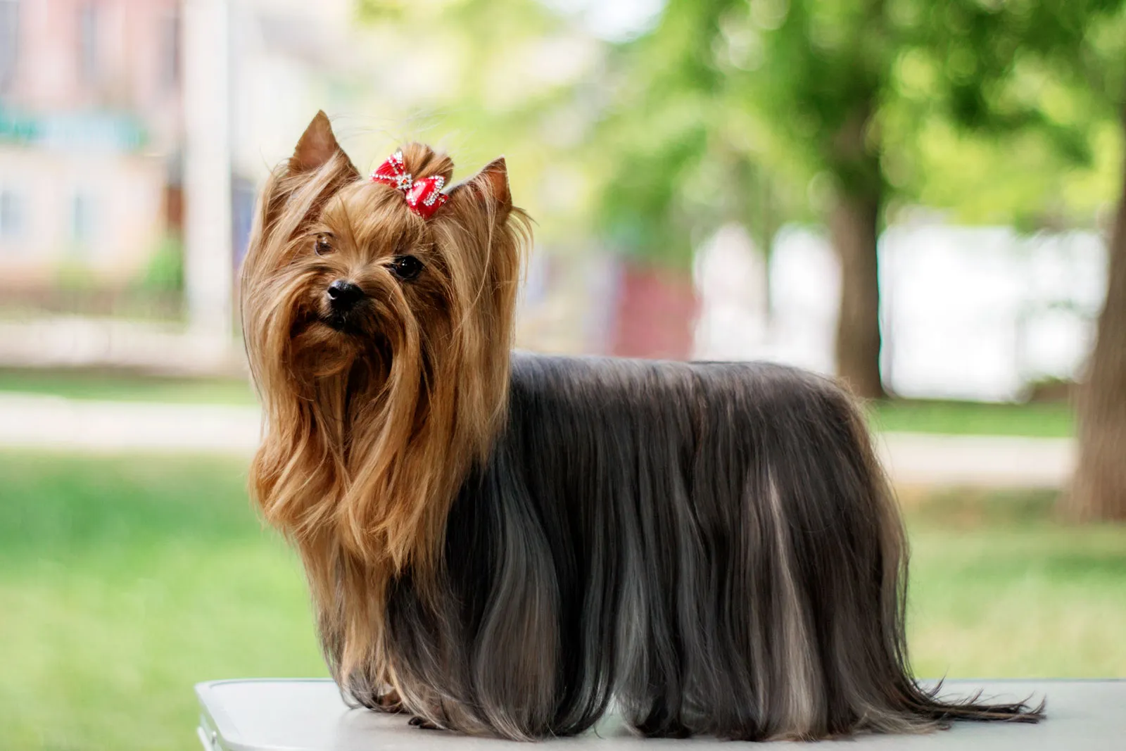 Mature Yorkshire Terrier
